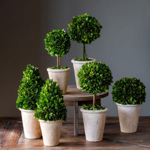 Collection of Boxwood Topiaries